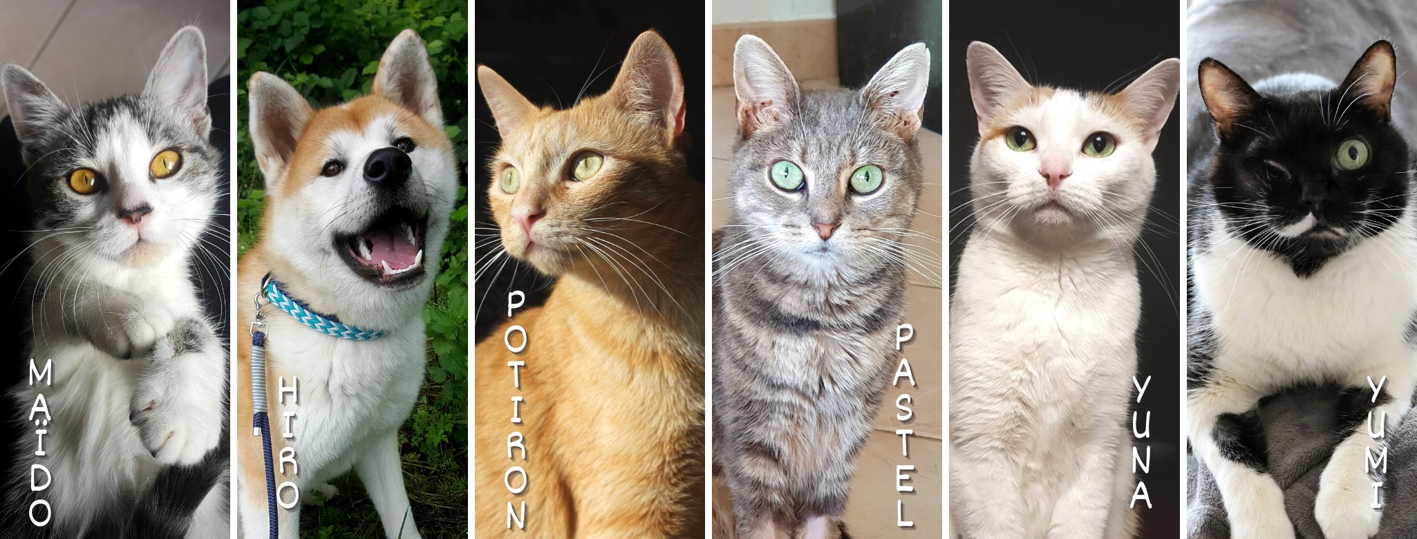 Photo des pensionnaires de Potiron Family